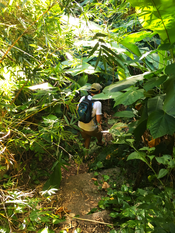 Jungle hike