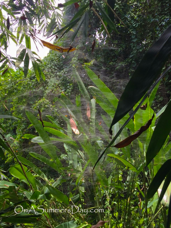 spiderweb