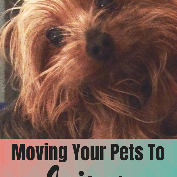 Moving pets to saipan, relocating pets overseas, Saipan, moving to Saipan